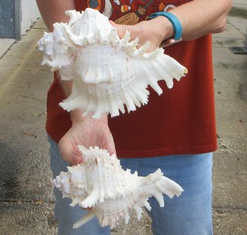 Two piece 8" Murex Ramosus 
