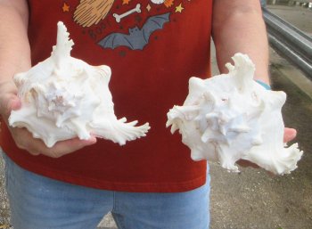 Two piece 8" Murex Ramosus 