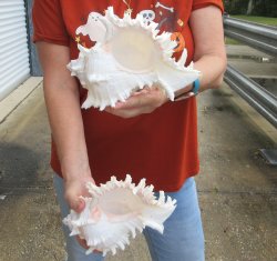 Two piece 8" M...