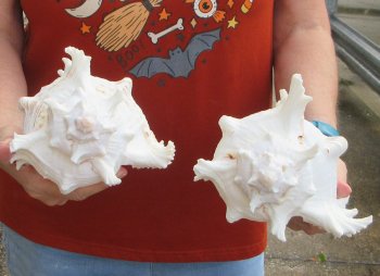 Two piece 8" Murex Ramosus 