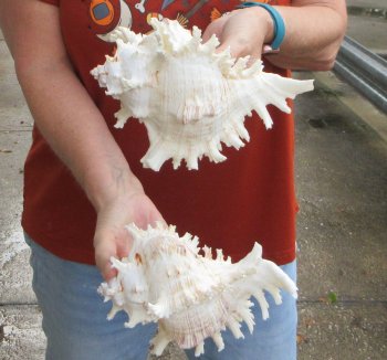 Two piece 8" Murex Ramosus 