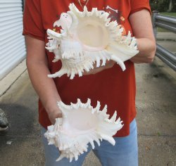 Two piece 8" M...