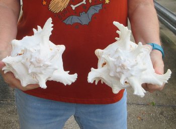 Two piece 8" Murex Ramosus 