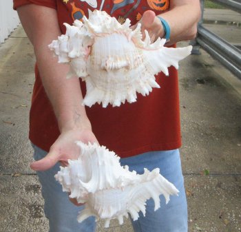 Two piece 8" Murex Ramosus 