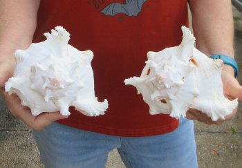 Two piece 8" Murex Ramosus 
