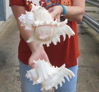 Two piece 8" Murex Ramosus 