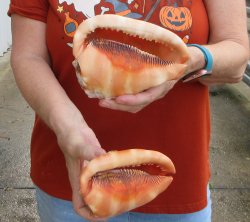 Two Cameo Bullmouth sea shells 5 inches long