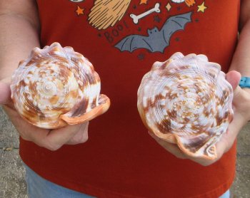 Two Cameo Bullmouth sea shells 5 inches long