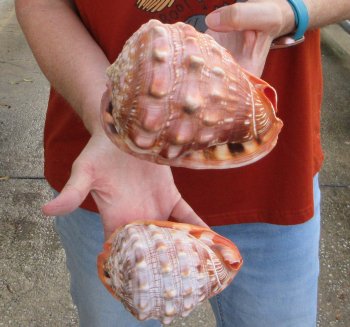Two Cameo Bullmouth sea shells 5 inches long