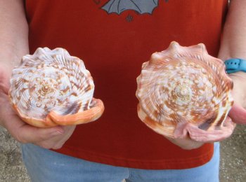Two Cameo Bullmouth sea shells 5 inches long