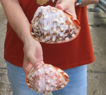 Two Cameo Bullmouth sea shells 5 inches long