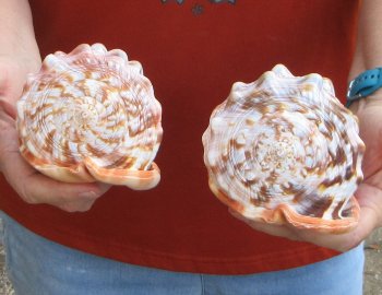 Two Cameo Bullmouth sea shells 5 inches long