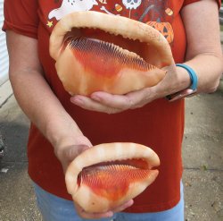 Two Cameo Bullmouth sea shells 5 inches long