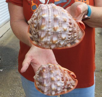 Two Cameo Bullmouth sea shells 5 inches long