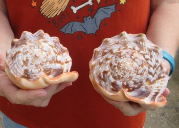 Two Cameo Bullmouth sea shells 5 inches long