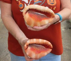 Two Cameo Bullmouth sea shells 5 inches long