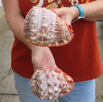 Two Cameo Bullmouth sea shells 5 inches long