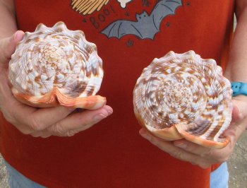Two Cameo Bullmouth sea shells 5 inches long