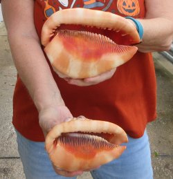 Two Cameo Bullmouth sea shells 5 inches long