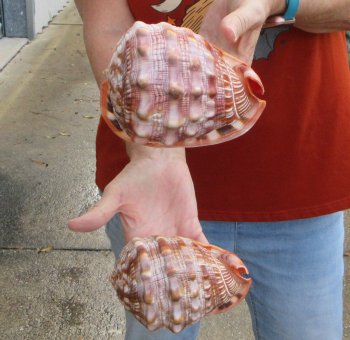 Two Cameo Bullmouth sea shells 5 inches long