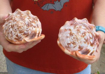 Two Cameo Bullmouth sea shells 5 inches long