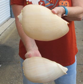Two piece 8" Philippine crowned baler melon shells