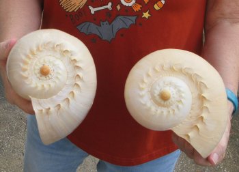 Two piece 8" Philippine crowned baler melon shells