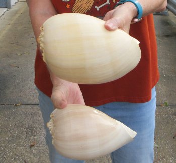 Two piece 8" Philippine crowned baler melon shells
