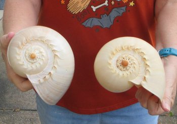 Two piece 8" Philippine crowned baler melon shells