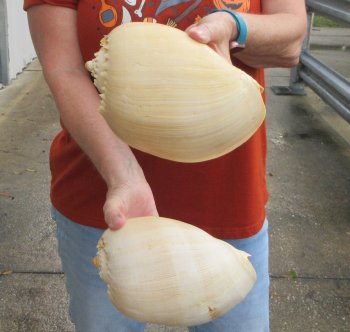Two piece 8" Philippine crowned baler melon shells