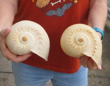 Two piece 8" Philippine crowned baler melon shells