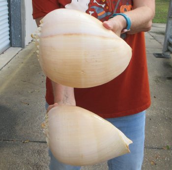 Two piece 8" Philippine crowned baler melon shells