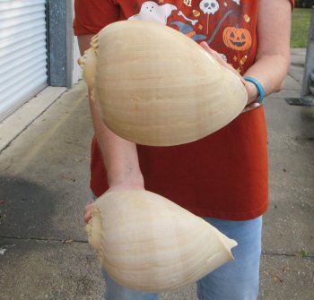 Two piece 10" Philippine crowned baler melon shells