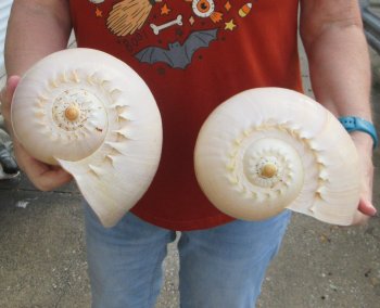 Two piece 8" Philippine crowned baler melon shells