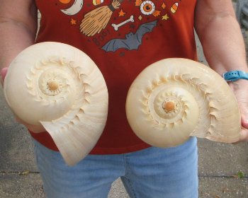 Two piece 10" Philippine crowned baler melon shells