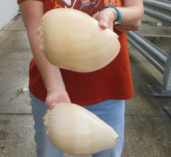 Two piece 8" Philippine crowned baler melon shells