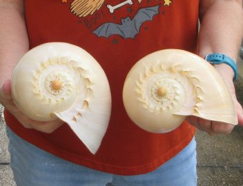 Two piece 8" Philippine crowned baler melon shells
