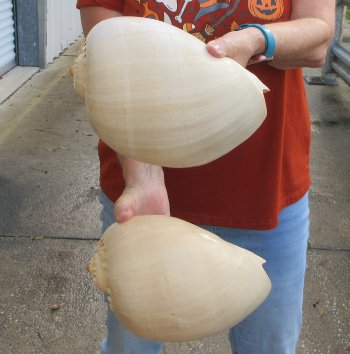 Two piece 10" Philippine crowned baler melon shells