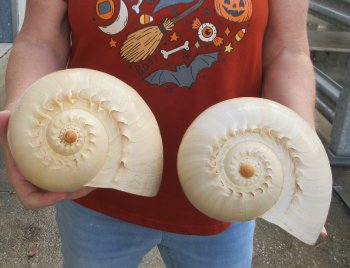 Two piece 10" Philippine crowned baler melon shells