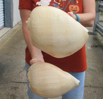 Two piece 10" Philippine crowned baler melon shells