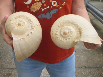 Two piece 10" Philippine crowned baler melon shells