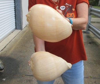 Two piece 10" Philippine crowned baler melon shells