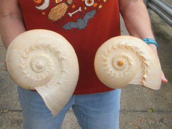 Two piece 10" Philippine crowned baler melon shells