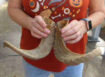 16" and 17" Matching Pair Ram Sheep Horns - $28