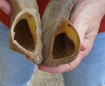 16" and 17" Matching Pair Ram Sheep Horns - $28