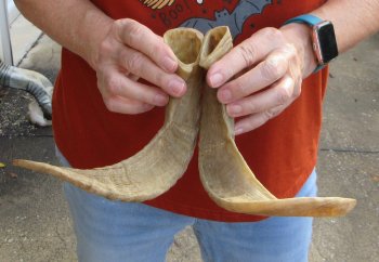 13" Matching Pair Ram Sheep Horns - $20