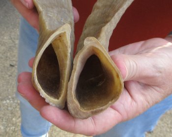 13" Matching Pair Ram Sheep Horns - $20