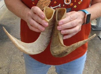 14" and 15" Matching Pair Ram Sheep Horns - $24