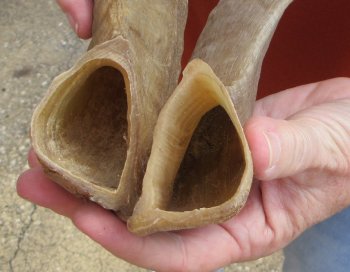 14" and 15" Matching Pair Ram Sheep Horns - $24