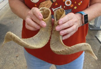 15" Matching Pair Ram Sheep Horns - $24
